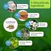 Vital Plan Brain Boost Supplement by Dr. Bill Rawls | Brain Boosting Capsules with Lions Mane, Cats Claw, Bacopa, Sensoril Ashwagandha, & Ginkgo Biloba - Buy Online on GoSupps.com