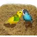 Coconut Husk Fiber For Reptile Cave Bedding Coco Coir Burrowing & Resting Vivarium Accessory For Hermit Crabs Bedding Material For Hamsters Bearded Dragons Snakes 100g - Buy Online on GoSupps.com