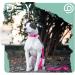 Dey Premium 2m Dog Leash - 3-Way Adjustable Nylon for All Dog Sizes | Multiple Colors Available | Doubleein Puppy Leash - Buy Online on GoSupps.com