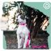 Dey Premium 2m Dog Leash - 3-Way Adjustable for All Sizes | Durable Nylon | Multiple Colors | Perfect for Small Medium & Large Dogs | Doubleein Pet Gear - Buy Online on GoSupps.com