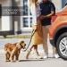Comfortable Dog Seat Belt Harness for Car - 2-in-1 Leash & Restraint | Strong, Durable, & Reflective | Adjustable Bungee & 360 Swivel Attachment | Easy-to-Use Black Design - Buy Online on GoSupps.com