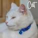 Ancol Gloss Reflective Cat Collar with safety buckle Blue Blue 1 Count (Pack of 1) - Buy Online on GoSupps.com