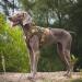 OneTigris Tactical Dog Vest - XL Brown Service Dog Harness - MOLLE Training Harness 1000D Nylon - Buy Online on GoSupps.com