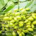 Feelia - Organic Neem Oil - Cold pressed Rich in Vitamin E & Antioxidants Repairs & Nourish 100% Pure & Organic - 100ml - Buy Online on GoSupps.com