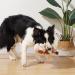 Sedioso Dog Toys | Plush Squeaky Toys for Large Dogs | Crackling Paper & Soft Stuffed Cow for All Sizes - Buy Online on GoSupps.com