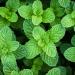 Pranarom Peppermint Essential Oil 0.17 fl oz (5 ml) - Pure Aromatherapy & Wellness - Buy Online on GoSupps.com