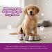Premium Liquid Collagen for Dogs (120ml) Daily Collagen Dogs Supplement Drops with Types I II & III & Hyaluronic Acid - Dog Supplement for Joints and Digestive Health - All Breeds & Sizes - USA Made - Buy Online on GoSupps.com