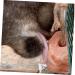 FRCOLOR Lick Salt Block Livestock Salt Lick Natural Block Horse Treats Animals Salt - Buy Online on GoSupps.com