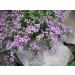 Soapwort- ocymoides -pink- 200 See