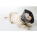 All Four Paws Comfy Cone Pet Collar - XL Black | Post-Surgery Recovery Dog Collar | Comfortable Protective Cone for Pets - Buy Online on GoSupps.com