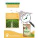 Premium Culinary Matcha Powder Bio 250g | 100% Natural Japanese Green Tea | Organic Quality | No Additives | Packed in Germany - Buy Online on GoSupps.com