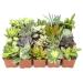 Altman Plants, Live Succulent Plants (20 Pack) Assorted Potted Succulents Plants Live House Plants in Cacti and Succulent Soil Mix, Cactus Plants Live Indoor Plants Live Houseplants in Planter Pots 20-PACK Plants