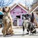 Max & Molly H-Harness - Sweet Pineapple | Premium Pet Gear for International Shipping - Buy Online on GoSupps.com