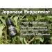 Blise organic Japanese Peppermint Essential Oil - Mentha Arvensis 15ML 100% Pure and Natural Sourced from The Best Fields of Uttar Pradesh  - Buy Online on GoSupps.com