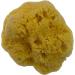 Natural Sea Sponge 5-6 inches - Renewable Resource for The Perfect Bath and Shower Experience - Buy Online on GoSupps.com