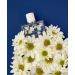 AE In Bloom Eau de Parfum For Women 1.7 Fl Oz / 50 Ml - Buy Online on GoSupps.com