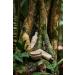 Buy Natura Ekos Murumuru Night Serum | Revitalize Your Skin | International Shipping Available - Buy Online on GoSupps.com