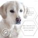 Buy Lolo & Max Natural Flea & Tick Spot On for Dogs | 100% Effective Defense - 8 Months Protection Against Parasites - Buy Online on GoSupps.com