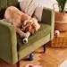 Beco Natural Rubber Chew Bone Dog Toy with Treat Hole - Green - Buy Online on GoSupps.com