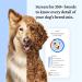 Wisdom Panel Essential Dog DNA Test Kit: Accurate Breed ID, Ancestry & Health | 25+ Conditions | Traits | Relatives - 1 Pack - Buy Online on GoSupps.com
