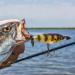 Cotton Cordell Crazy Shad 3 3/8oz Topwater Fishing Lure - Bluegill - Buy Online on GoSupps.com