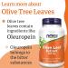 Now Foods Olive Leaf Extract 500mg High Oleuropein Vegan Capsules | Lab-Tested, Soy Free, Gluten Free, Non-GMO - Buy Online on GoSupps.com