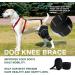 Dog Knee Brace for Torn ACL Hind Leg and Luxating Patella Dog Leg Brace with Metal Hinged Support for Better Support and Recovery Both Leg Hind Leg Luxating Patella Dysplasia Arthritis Joint Pain(Lar Large - Buy Online on GoSupps.com