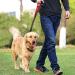 Soft Padded Dog Leash for Easy Control - Black, L 46CM/18.1in Length - Buy Online on GoSupps.com