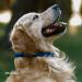 Collardirect Handmade Round Leather Dog Collar - Soft Padded Real Leather for Dogs & Cats - 15-18 cm - Available in Black Pink Red Purple Blue Marine - Buy Online on GoSupps.com