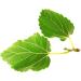 New Nordic Zuccarin Diet - Herbal Supplement to Support a Healthy Lifestyle - Contains White Mulberry Leaf Extract & Green Coffee Bean Extract - 60 Vegan Tablets (Pack of 3) - Buy Online on GoSupps.com