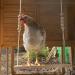 Dciustfhe Chicken Swing Toy for Natural Safe Wooden Accessories Durable Perch Ladder for Poultry Run Rooster Hens - Buy Online on GoSupps.com