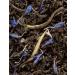 Earl Grey - Bo tes 50 sachets Cristal - Buy Online on GoSupps.com