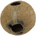 JBL 61513 Coconut Shell Cave for Aquariums & Terrariums - Cocos Cava | International Shipping Available - Buy Online on GoSupps.com