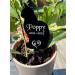 Personalised Cat Memorial Plaques Gift Pet Dog Rabbit Garden Sign Grave Marker Kitten - Buy Online on GoSupps.com