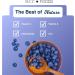 Dried Blueberries Premium Quality Non-GMO Gluten-Free Naturally Sweet and Nutritious Fruit for Snacking Baking and Cooking No Additives or Preservatives (454 g) - Buy Online on GoSupps.com