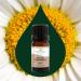 Buy 100% Pure Roman Chamomile Essential Oil - Natural Aromatherapy Therapeutic Grade 5 mL - Plant Therapy - Buy Online on GoSupps.com