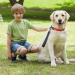 Short Dog Leash with Padded Handle | Reflective Nylon for All Dog Sizes | 32cm Training Leash - Buy Online on GoSupps.com