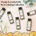 EUQEE Woody Aromatherapy Essential Oils Set - Eucalyptus, Cedarwood, Sandalwood, Frankincense, Cinnamon, Myrrh - 6 x 10ml White Bottles - Buy Online on GoSupps.com