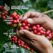 Premium Coffee Gift Set for Outdoor Lovers | 10 Best Single Estate & Organic Coffees | Perfect Gift for Men & Women | Brew Anytime Anywhere - Buy Online on GoSupps.com
