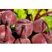 Beetroot Powder | Organic Organic | Beetroot Powder | Organic Organic | Samskara food for thought (1 kg) - Buy Online on GoSupps.com