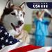 KetoWELL Chlorhexidine Wipes with Ketoconazole for Dogs & Cats - 60 Count XL - Medicated Pet Wipes for Hot Spots, Infections, Acne & Pyoderma - Buy Online on GoSupps.com