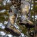 HISEA Apollo Pro 400G Insulated Men's Hunting Boots | Waterproof Rubber Mud Boots in 8 Kanati Camo - Buy Online on GoSupps.com