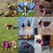 Buy Waterproof Winter Dog Coat for Small & Medium Dogs | Warm Windproof Jacket with D-Ring - Red - Buy Online on GoSupps.com