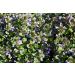 Speedwell Herb Tea | Veronica Officinalis L | V ronique Officinale Herbe Tisane | Health Embassy (50g) - Buy Online on GoSupps.com