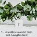Fussy - Natural Deodorant Refill - Aluminium Free - Mint Scent - 24 Hour Protection - 100% Effective - Wavy Days - Peppermint Eucalyptus & Sage - Vegan & Cruelty Free 1 count (Pack of 1) Wavy Days Mint - Buy Online on GoSupps.com