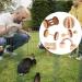 CCCYMM 6 Pcs Pet Natural Wooden Chew Toys Dumbells Exercise Bell Molar Toy for Parrot Rabbit Chinchilla Guinea Pig Hamster Small Animals - Buy Online on GoSupps.com