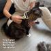 Undercoat Rake for Dogs & Cats - Double Sided Dematting Tool for Knot Removal - Deshedding Brush for Long-Haired Pets - Ebook Included - Buy Online on GoSupps.com