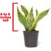 Fully Rooted Sansevieria Superba Snake Plant in Pot - Potted Succulent Houseplant by Plants for Pets - Buy Online on GoSupps.com