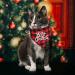 STMK Holiday Cat Bandana Collar with Bell - Festive Christmas, Thanksgiving, Halloween Design for Cats and Kittens - Buy Online on GoSupps.com