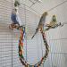 Bird Perch Rope Toy for Parrot/Parakeet/Cockatiel - Comfy Colorful 41.3 Inch Bungee with Metal Nuts - Buy Online on GoSupps.com